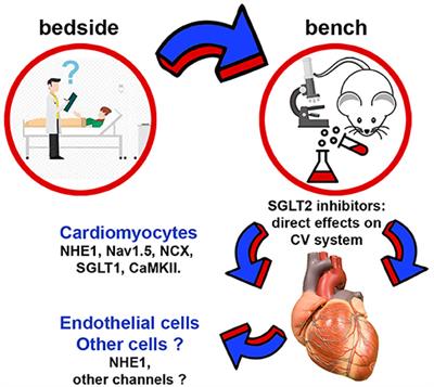Sodium-Glucose Cotransporter 2 Inhibitors and Heart Failure: A Bedside-to-Bench Journey